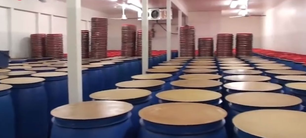 Surstromming Fermentation Barrels
