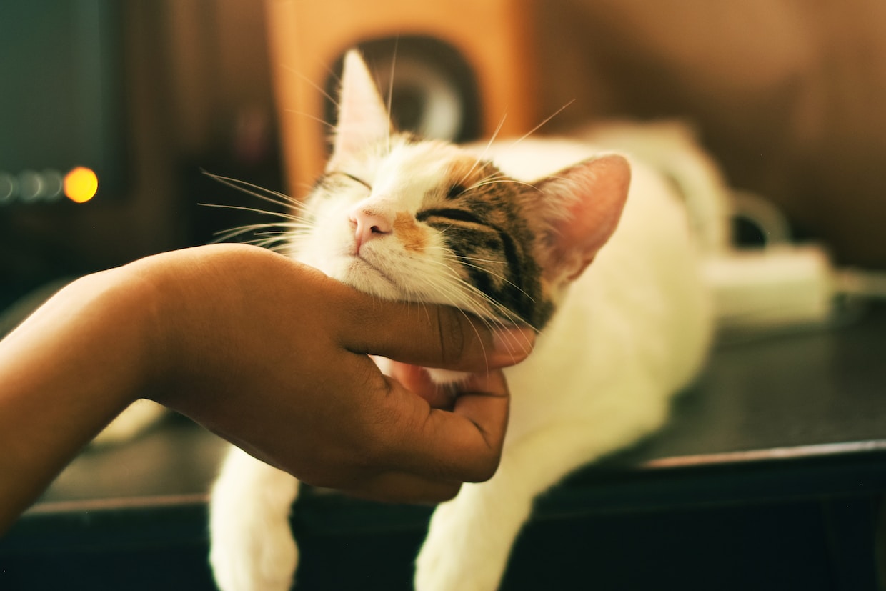 Top 5 Reasons Why You Should Take Your Cat to the Vet